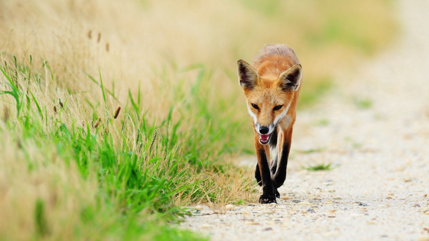 Download wallpaper 1366x768 fox, thin, grass, sick, unhappy tablet