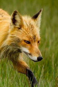 Preview wallpaper fox, thin, walk
