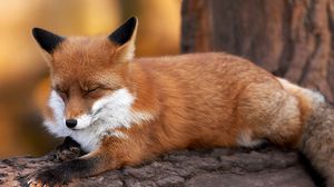 Preview wallpaper fox, timber, lying, furry