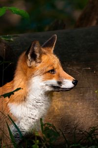 Preview wallpaper fox, timber, wood, watch