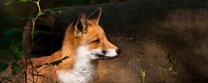 Preview wallpaper fox, timber, wood, watch