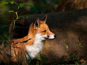 Preview wallpaper fox, timber, wood, watch