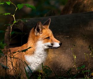 Preview wallpaper fox, timber, wood, watch