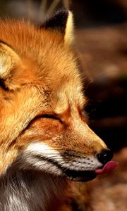 Preview wallpaper fox, tongue, predator