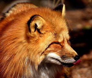 Preview wallpaper fox, tongue, predator