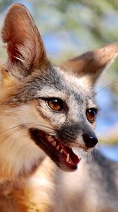 Preview wallpaper fox, tongue protruding, animal, brown