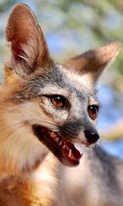 Preview wallpaper fox, tongue protruding, animal, brown