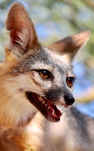 Preview wallpaper fox, tongue protruding, animal, brown