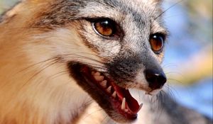 Preview wallpaper fox, tongue protruding, animal, brown