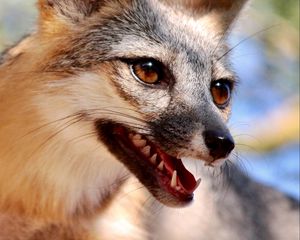 Preview wallpaper fox, tongue protruding, animal, brown