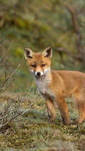 Preview wallpaper fox, tree, grass, walk