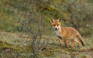 Preview wallpaper fox, tree, grass, walk