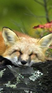 Preview wallpaper fox, twigs, lying, sleep