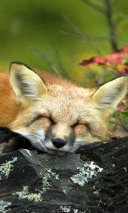 Preview wallpaper fox, twigs, lying, sleep