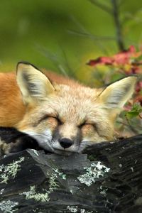 Preview wallpaper fox, twigs, lying, sleep