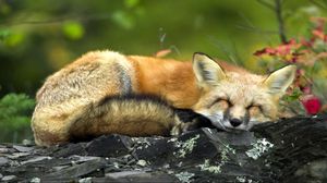 Preview wallpaper fox, twigs, lying, sleep