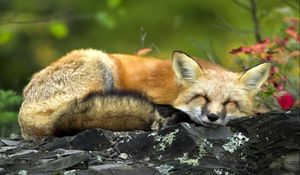 Preview wallpaper fox, twigs, lying, sleep