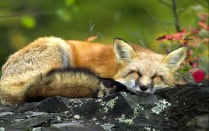 Preview wallpaper fox, twigs, lying, sleep