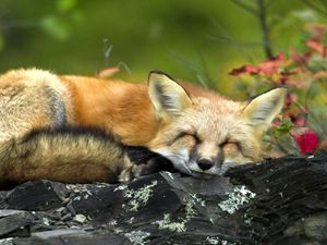 Preview wallpaper fox, twigs, lying, sleep