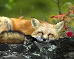 Preview wallpaper fox, twigs, lying, sleep