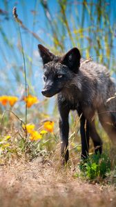 Preview wallpaper fox, unusual, grass, flowers, walk