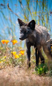 Preview wallpaper fox, unusual, grass, flowers, walk