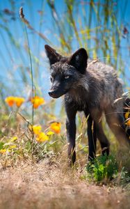 Preview wallpaper fox, unusual, grass, flowers, walk