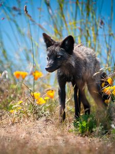 Preview wallpaper fox, unusual, grass, flowers, walk