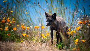 Preview wallpaper fox, unusual, grass, flowers, walk