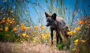 Preview wallpaper fox, unusual, grass, flowers, walk