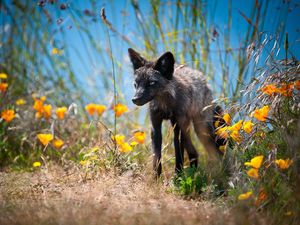 Preview wallpaper fox, unusual, grass, flowers, walk