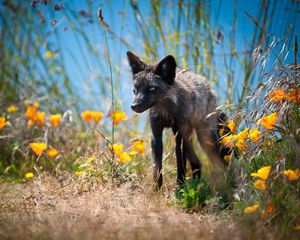 Preview wallpaper fox, unusual, grass, flowers, walk