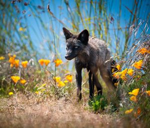 Preview wallpaper fox, unusual, grass, flowers, walk