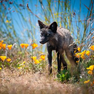 Preview wallpaper fox, unusual, grass, flowers, walk