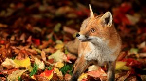 Preview wallpaper fox, walk, leaves, fall, fear
