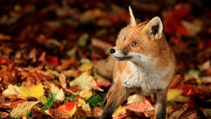 Preview wallpaper fox, walk, leaves, fall, fear