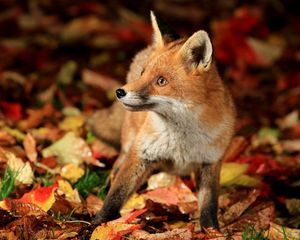 Preview wallpaper fox, walk, leaves, fall, fear