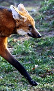 Preview wallpaper fox, walking, grass