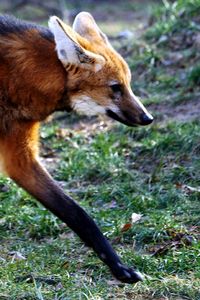 Preview wallpaper fox, walking, grass