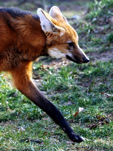 Preview wallpaper fox, walking, grass