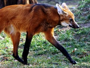 Preview wallpaper fox, walking, grass