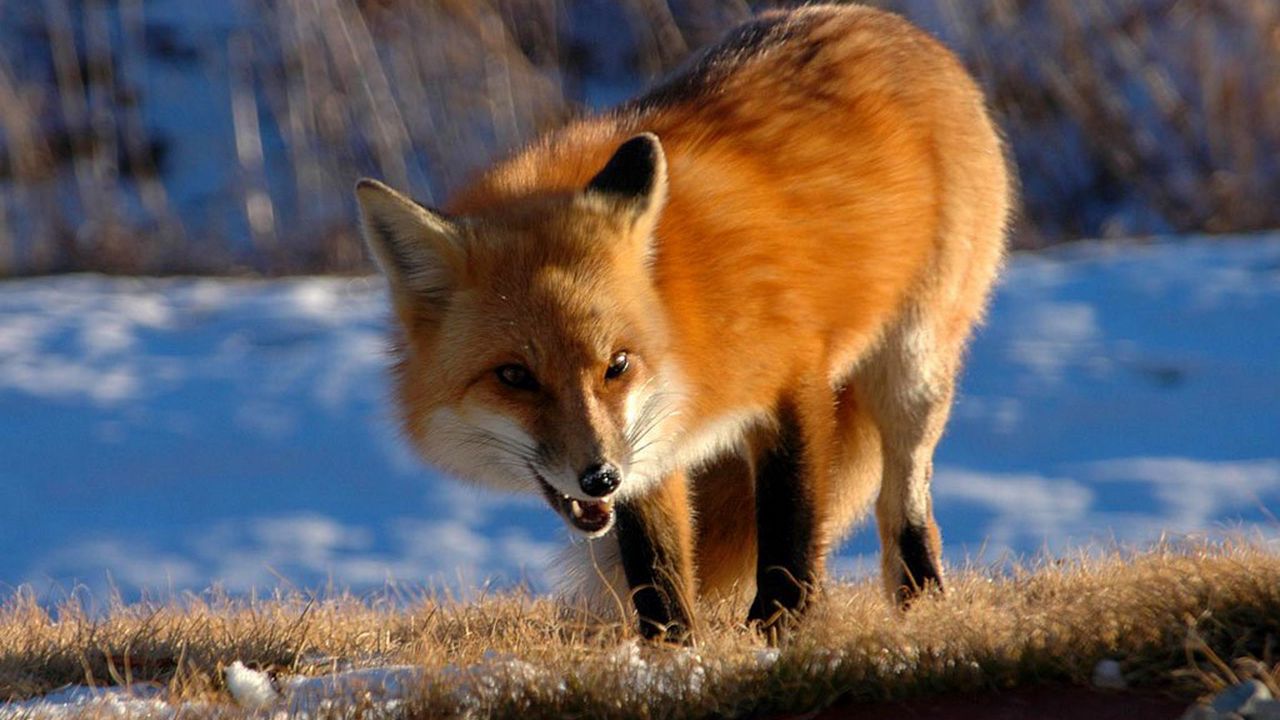 Wallpaper fox, walking, grin, snow, fluffy