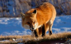 Preview wallpaper fox, walking, grin, snow, fluffy