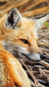Preview wallpaper fox, walking, looking, animal