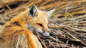 Preview wallpaper fox, walking, looking, animal