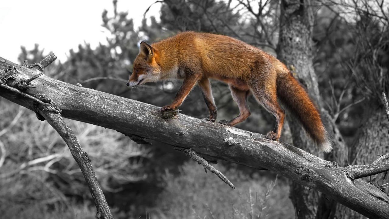 Wallpaper fox, walking, wood