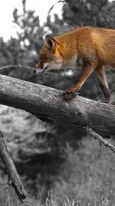 Preview wallpaper fox, walking, wood
