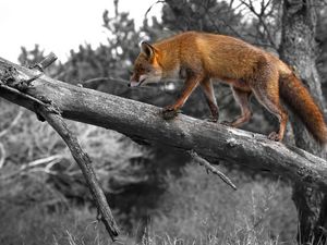 Preview wallpaper fox, walking, wood