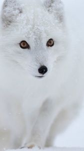 Preview wallpaper fox, white, snow, animal