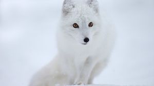 Preview wallpaper fox, white, snow, animal